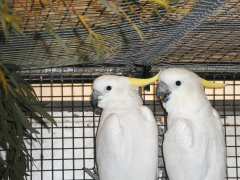 foto di vide grenier de l'avicultire